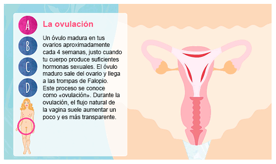 pala Tiza moneda El ciclo menstrual | Tampones OB